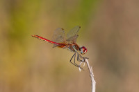 /album/foto-adriano/libellula-sympetrum-fonscolombii-freccia-rossa-jpg/